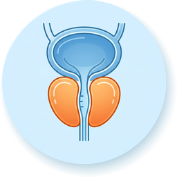 Prostate Artery Embolization